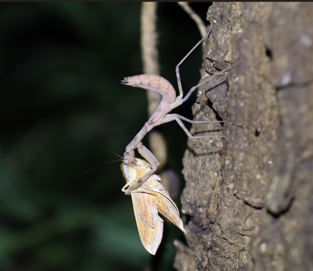 スズメ蛾を捕食する褐色のハラビロカマキリ_No.4のクヌギ_クワガタ達のオアシス_2023年8月7日19時20分 気温29度